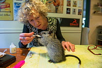 Wildlife carer Margit Cianelli feeding Black-footed tree-rat / Djintamoonga (Mesembriomys gouldii) Lumholtz Lodge, Atherton Tablelands, Queensland, Australia. Model released.