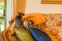 Lumholtz tree kangaroo (Dendrolagus lumholtzi) joey &#39;Dobby&#39; playing with older joey &#39;Monty&#39; in home of their carer, Magrit Cianelli, Lumholtz Lodge, Atherton Tablelands, Queensland, Au...