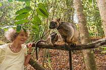 Margit Cianelli with Lumholtz tree kangaroo (Dendrolagus lumholtzi) &#39;Kimberley&#39;, a kangaroo she raised from a baby, now living in nearby forest with her own joey. Lumholtz Lodge, Atherton Tabl...