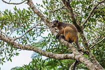 Lumholtz tree kangaroo (Dendrolagus lumholtzi) walking on tree trunks in the rainforest. Lumholtz Lodge, Atherton Tablelands, Queensland, Australia.