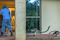 Margit Cianelli with hand raised Lumholtz tree kangaroo (Dendrolagus lumholtzi) &#39;Kimberley&#39; and her semi wild son &#39;Monty&#39; following her into the house after a day out in the forest. Lu...