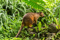 Lumholtz tree kangaroo (Dendrolagus lumholtzi) &#39;Geoffrey&#39; raised from a joey by Margit Cianelli. Lumholtz Lodge, Atherton Tablelands, Queensland, Australia. Model released.