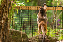 Tree kangaroo &#39;Geoffrey&#39; was raised from baby to adulthood by Margit Cianelli and released into her 140-acre rainforest backyard 8 years ago. He since became the alpha male of the forest and c...