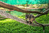 Lumholtz&#39;s tree-kangaroo (Dendrolagus lumholtzi) juvenile in secure outside exercise area. Lumholtz Lodge, Atherton Tablelands, Queensland, Australia.