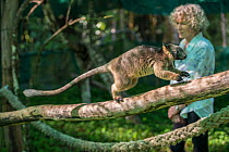 Wildlife carer Margit Cianelli with young year old Lumholtz tree kangaroo (Dendrolagus lumholtzi) with radio collar. This kangaroo was raised by Magrit who allows the juvenile to explore the forest re...