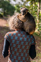 Wildlife carer Margit Cianelli carrying Lumholtz tree kangaroo (Dendrolagus lumholtzi) &#39;Kimberley&#39; on her shoulder, rear view. Lumholtz Lodge, Atherton Tablelands, Queensland, Australia. Model...