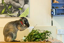 Lumholtz kangaroo (Dendrolagus lumholtzi) juvenile with radio collar, feeding on leaves inside house of wildlife carer Margit Cianelli. The tree kangaroo has a radio collar to allow her to explore her...