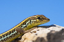 Snake-eyed lizard (Ophisops elegans) basking, portrait. Cyprus. April.