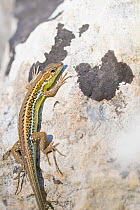 Snake-eyed lizard (Ophisops elegans) basking on rock. Cyprus. April.