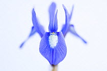 Barbary nut (Iris sisyrinchium) flower. Cyprus. April.