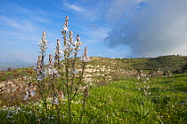 White asphodel (Asphodelus albus) flowering in meadow. Cyprus. April.