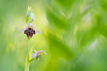 Umbilicate woodcock orchid (Ophrys umbilicata), Cyprus. April.