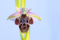 Umbilicate woodcock orchid (Ophrys umbilicata) flower, close up. Cyprus. April.