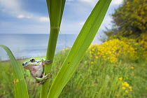 Lemon-yellow tree frog (Hyla savignyi) peering around coastal plant. Cyprus. April.