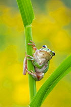 Lemon-yellow tree frog (Hyla savignyi) climbing up grass stem. Cyprus. April.