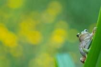 Lemon-yellow tree frog (Hyla savignyi) resting on plant. Cyprus. April.