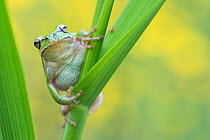 Lemon-yellow tree frog (Hyla savignyi) on grass stem. Cyprus. April.