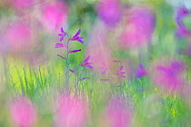 Field gladiolus (Gladiolus italicus) flowering in meadow. Cyprus. April.