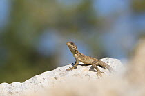 Starred agama (Stellagama stellio cypriaca) basking on rock. Cyprus. April.