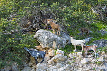 Goat (Capra hircus) herd browsing trees, standing amongst rocks. Cyprus. April.