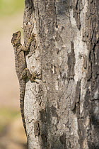 Starred agama (Stellagama stellio cypriaca) on tree trunk. Cyprus. April.