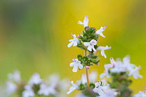 Wild marjoram (Origanum vulgare) flowering. Cyprus. April.