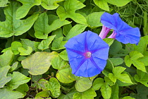 Blue morning flower (Ipomoea indica) flowers and carpet of leaves. Cyprus. April.