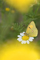 Clouded yellow butterfly (Colias crocea) nectaring on Mayweed (Anthemis sp) flower. Cyprus. April.
