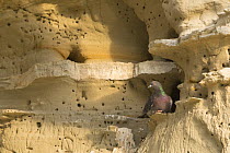 Rock dove / pigeon (Columba livia) perched on rockface. Cyprus. April.