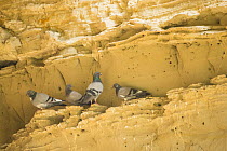 Rock dove / pigeon (Columba livia), four standing on ledge in rockface. Cyprus. April.