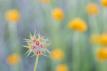Star clover (Trifolium stellatum) flowering in meadow. Cyprus. April.