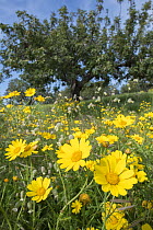 Crown daisy (Glebionis coronaria) flowers in meadow alongside Campion (Silene sp), trees in background. Cyprus. April.