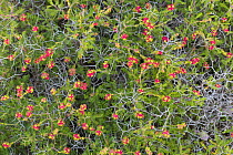 Thorny burnet (Sarcopoterium spinosum) Cyprus. April.
