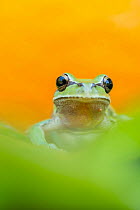 Lemon-yellow tree frog (Hyla savignyi) looking at camera, portrait. Cyprus. April.
