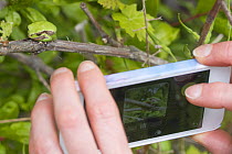 Person using mobile phone to photograp Lemon-yellow tree frog (Hyla savignyi) Cyprus. April.