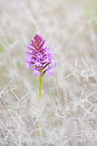 Pyramidal orchid (Anacamptis pyramidalis) flowerhead amongst thorns. Cyprus. April.