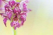 Fragrant bug orchid (Anacamptis coriophora), close up. Cyprus. April.