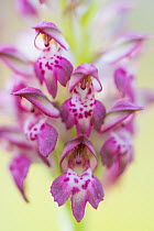 Fragrant bug orchid (Anacamptis coriophora), close up. Cyprus. April.