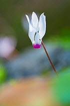 Persian cyclamen (Cyclamen persicum) flower. Cyprus. April.