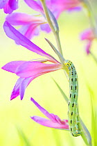 Sword-grass moth (Xylena exsoleta) caterpillar on Field gladiolus (Gladiolus italicus). Cyprus. April.
