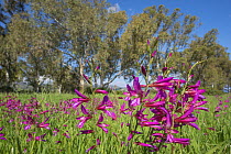 Field gladiolus (Gladiolus italicus) flowering in meadow, trees in background. Cyprus. April.