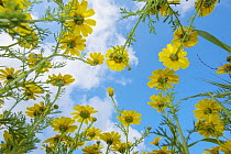 Crown daisy (Glebionis coronarium) flowers against sky, low angle view. Cyprus. April.