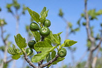Fig (Ficus carica), unripe fruit on tree. Cyprus. April.