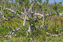 Fig tree (Ficus carica)