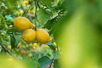 Lemon (Citrus limon), fruit growing on tree. Cyprus. April.
