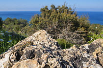 Snake-eyed lizard (Ophisops elegans) basking on rocks overlooking coast. Cyprus. April.