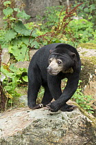 Malayan sun bear (Ursus malayanus) standing on rock. Captive. Native to Southeast Asia.
