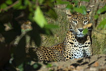 Sri Lanka leopard (Panthera pardus kotiya) headshot. Captive.