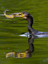 Great cormorant (Phalacrocorax carbo) feeding on fish, Marais Breton, Loire Atlantique, France, Medium repro only.