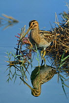 Common snipe (Gallinago gallinago) foraging in water, Le Teich, Gironde, France September.